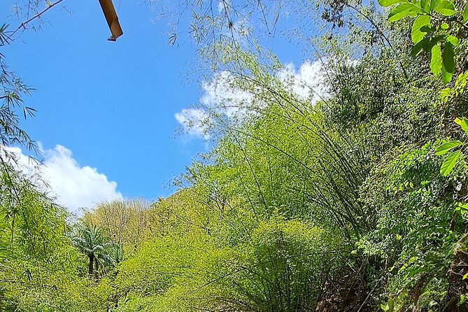 2 Hours Trekking Waterfall Tour in Tobago - The 45-minute climb through tropical forest