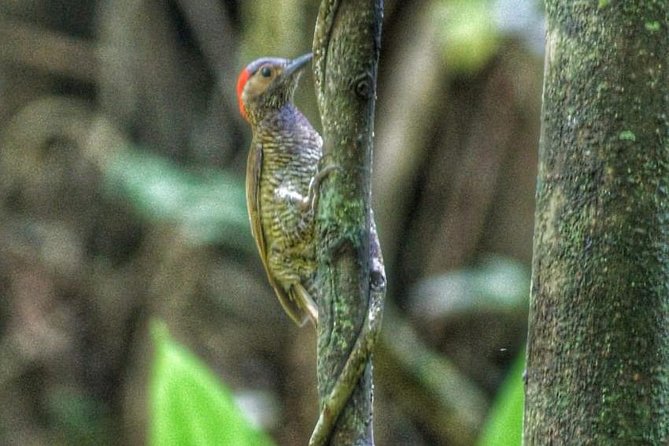 Bird Watching Tours - Key points for choosing this Tobago birding tour