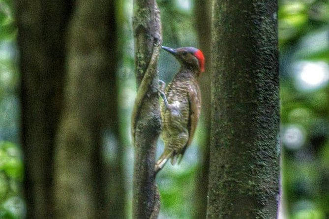 Bird Watching Tours - From forest trails to waterfalls