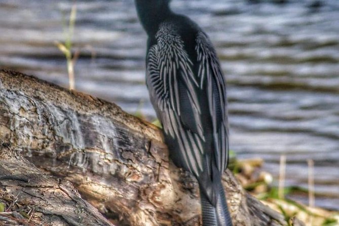 Bird Watching Tours - What you might see and hear