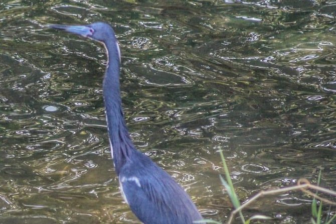 Bird Watching Tours - Pickup and the clean-car advantage