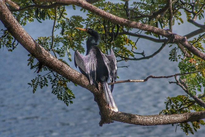 Bird Watching Tours - Who should book this experience?