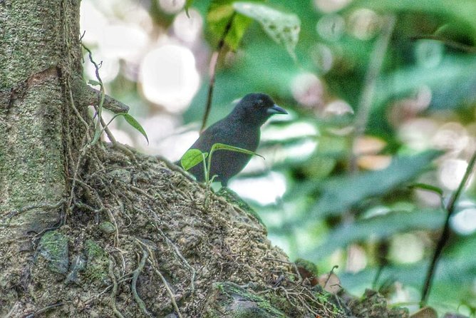 Bird Watching Tours - How to get the most from the three hours