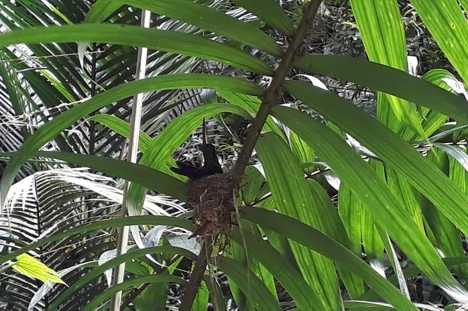 Bird Watching Tours - Entering Tobago’s Main Ridge rainforest