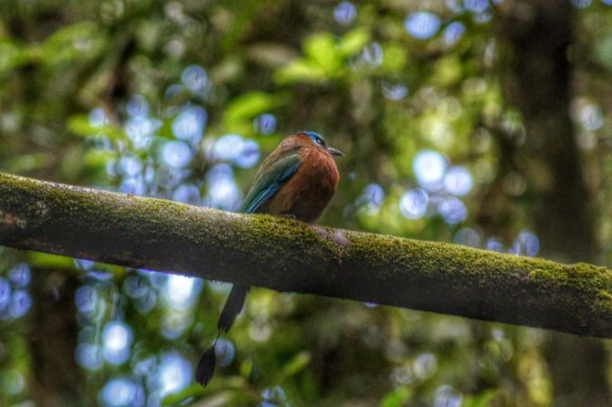 Birdwatching, Waterfall, Rainforest and Island Nature Tours - Key points to know before you book