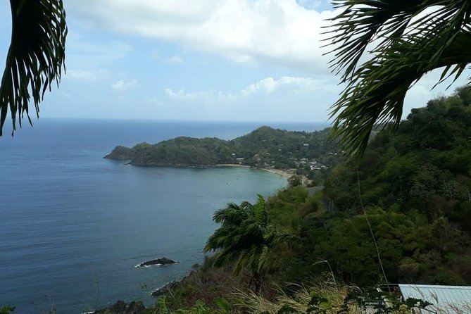 Birdwatching, Waterfall, Rainforest and Island Nature Tours - Why Michael makes the rainforest worth your time