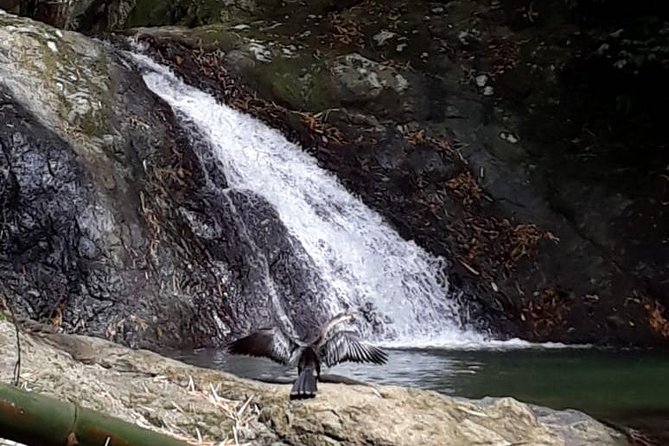 Birdwatching, Waterfall, Rainforest and Island Nature Tours - Entering the Main Ridge Rainforest