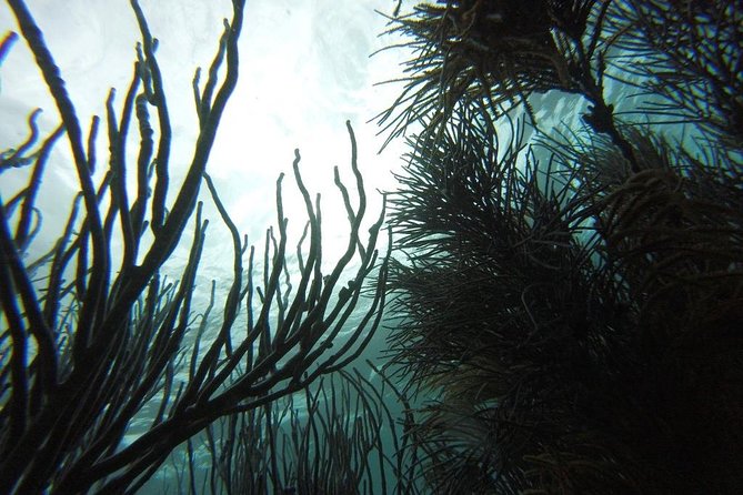 Buccoo Reef and Nylon Pool Adventure - The Nylon Pool is more than a photo stop