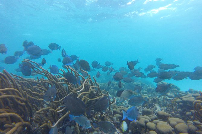 Buccoo Reef and Nylon Pool Adventure - What a private boat changes