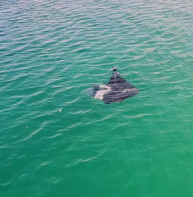 Buccoo Reef Nylon Pool Tour - Captain Phillips - Should you book Captain Phillips Tours?