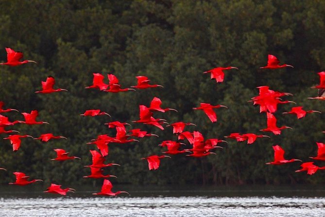 Caroni Bird Sanctuary Tour - Caroni Bird Sanctuary Tour: Key Points
