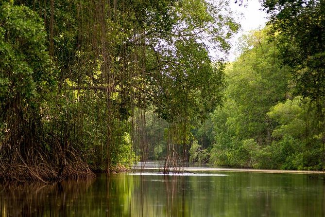 Caroni Bird Sanctuary Tour - Why Caroni Swamp Is Worth Your Afternoon