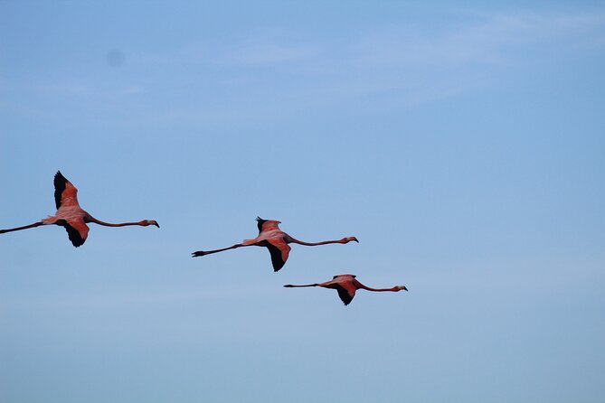 Caroni Bird Sanctuary Tour - Waiting Before the Boat