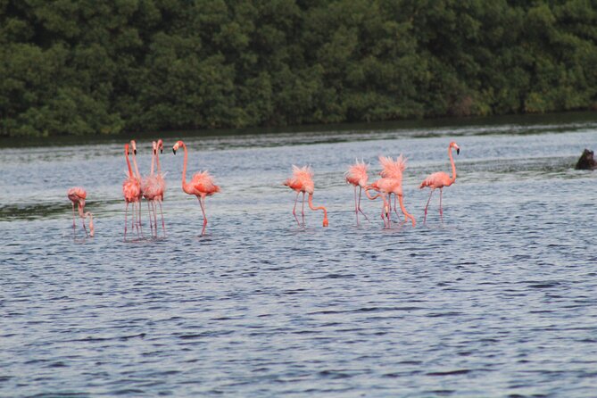 Caroni Bird Sanctuary Tour - Birds You May See Along the Route