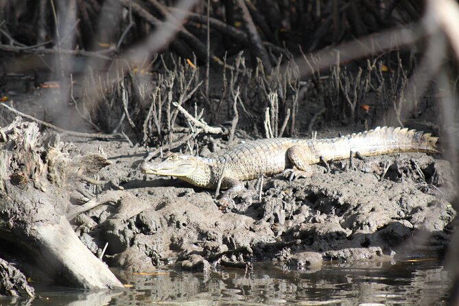 Caroni Bird Sanctuary Tour - Guides Who Add Value