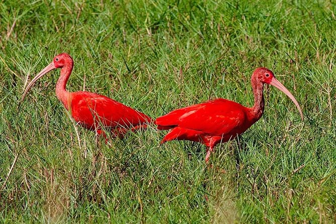 Caroni Swamp wildlife Tour - Caroni Swamp wildlife tour: key points