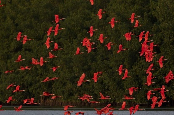 Caroni Swamp wildlife Tour - Why Caroni Swamp is worth your time