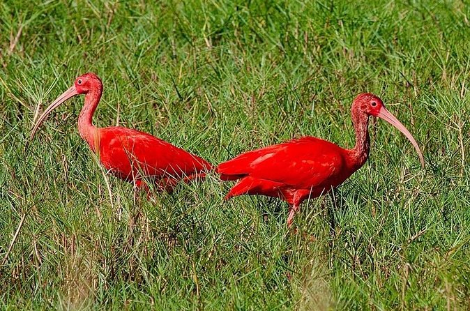 Caroni Swamp wildlife Tour - Rain, tarps, and the practical weather question