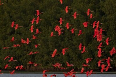 Caroni Swamp wildlife Tour