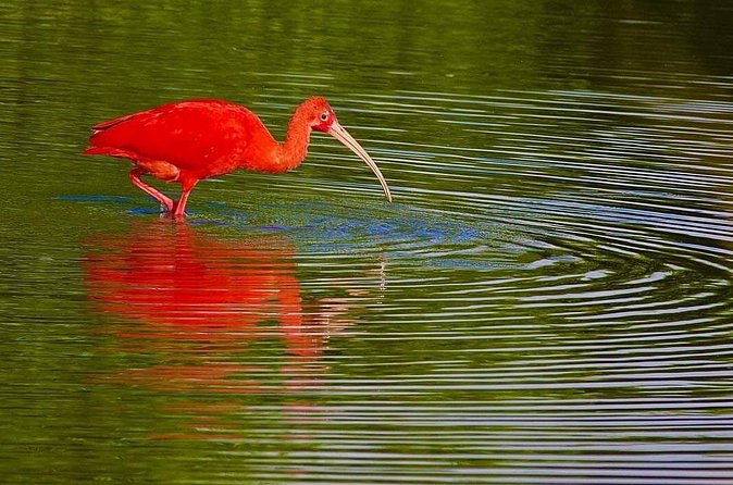 Caroni Swamp wildlife Tour - Who will enjoy this tour most?