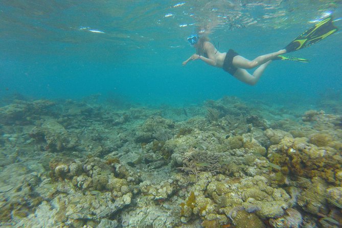 Coastline Snorkel and BBQ - Is the $200 Price Good Value?