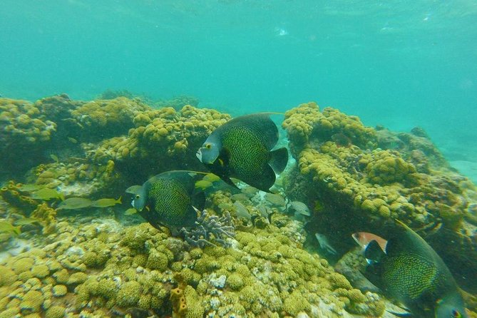 Coastline Snorkel and BBQ - Coral Reef Snorkeling and the Chance to Meet Wildlife