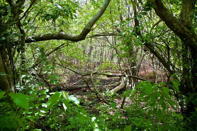 Discover the Rainforest - Why Tobago’s rainforest deserves your morning