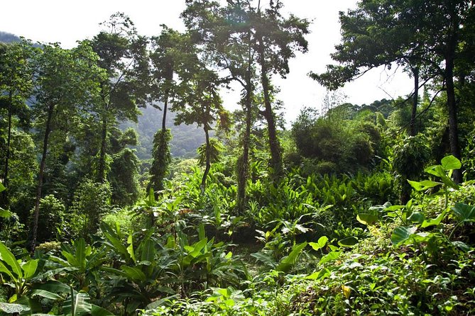Discover the Rainforest - Entering the protected rainforest after sunrise