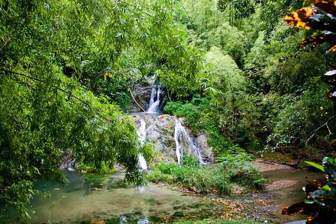 Discover the Rainforest - Birds, parrots, plants, and the art of looking closely