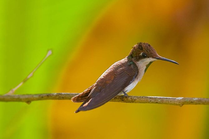 Discover the Rainforest - A small group, with guide quality in the spotlight
