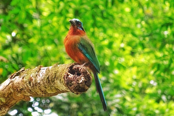 Full Day Group Tour in Tobago Atlantic Coast - Argyle Waterfall Brings a Short Forest Walk