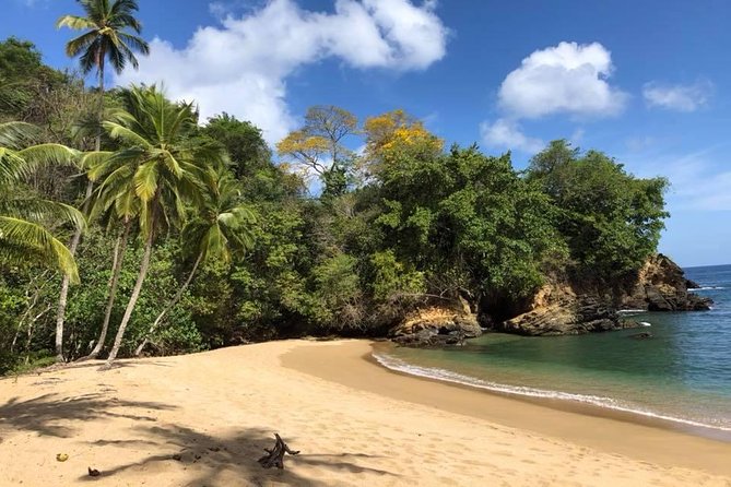 Full Island Tour (Including Lunch & Snorkeling) - Cocoa trees and parrots at Tobago Cocoa Estate