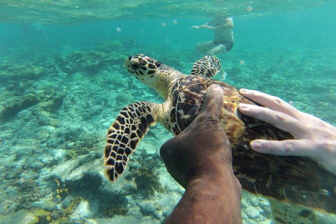 Glass Bottom Nylon Pool Tour in Buccoo Reef - Who should book this Tobago boat tour?