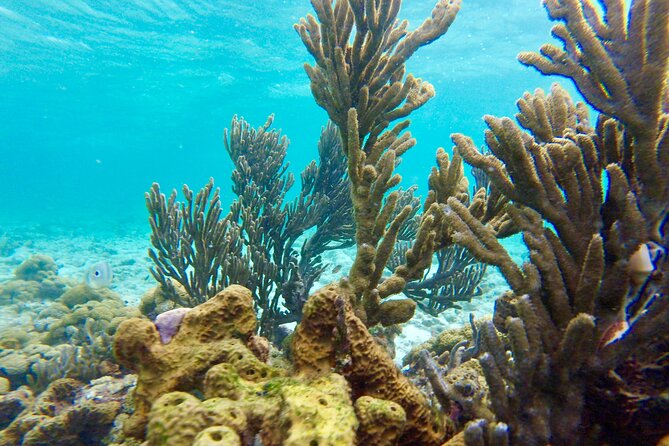 Glass Bottom Nylon Pool Tour in Buccoo Reef - Nylon Pool, Tobago’s shallow-water favorite