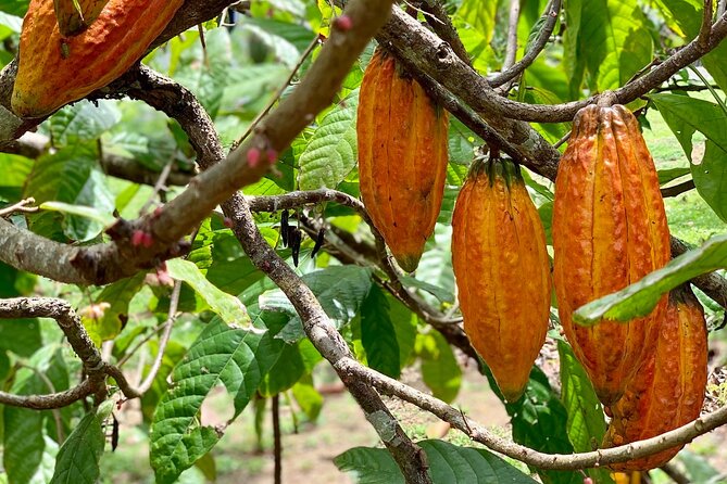 Half-day 3-Course Cocoa Lunch Tour in Trinidad - A Short Stop at Lopinot Historical Complex