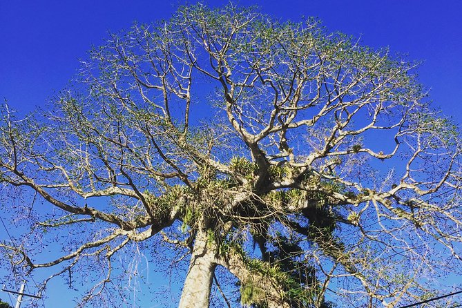 Individuelle Regenwald Tour - Key points to know before booking