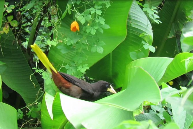 Individuelle Regenwald Tour - Shurland Nature Park and the white-tailed sabrewing