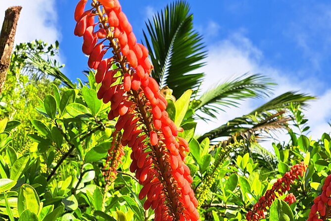 Island Tour (Food and Drinks include) - Waterfalls provide the inland highlight