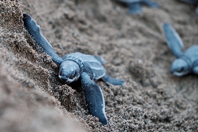 Matura Beach Turtle-Watching Experience - Key Points to Know Before You Go