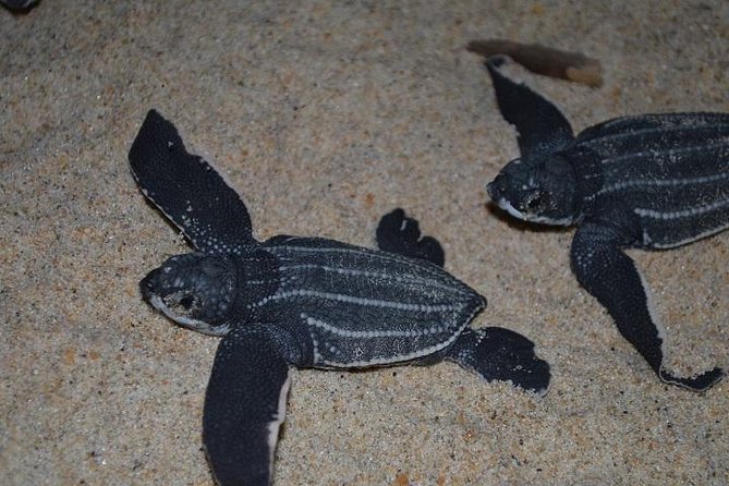 Matura Beach Turtle-Watching Experience - Why Matura Beach Is Worth a Night Out