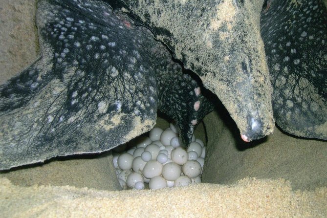 Matura Beach Turtle-Watching Experience - Watching a 1,500-Pound Leatherback Nest