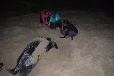 Matura Beach Turtle-Watching Experience