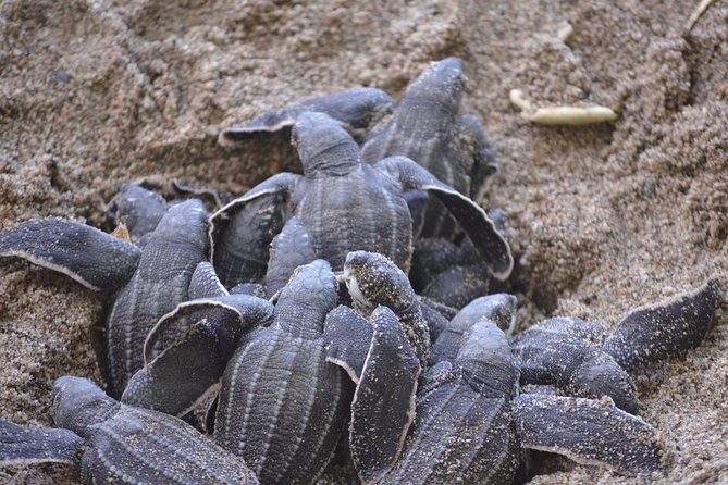 Matura Beach Turtle-Watching Experience - What Is Included for the $145 Price