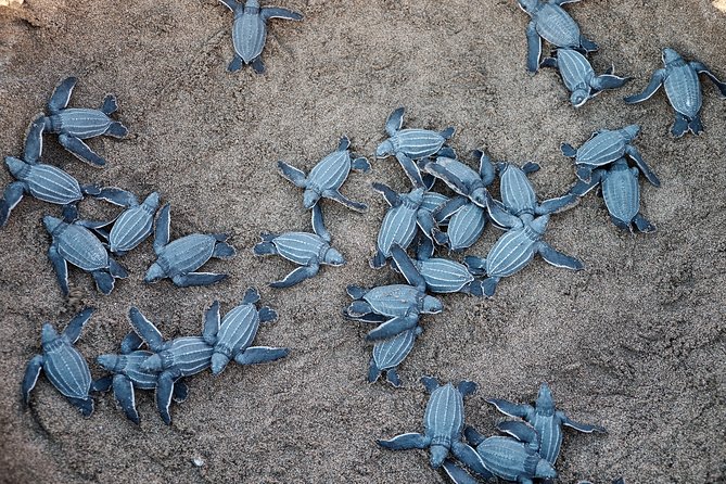 Matura Beach Turtle-Watching Experience - Fitness, Clothing, and Comfort