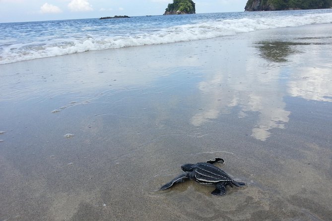Matura Beach Turtle-Watching Experience - How the Small Group Changes the Experience