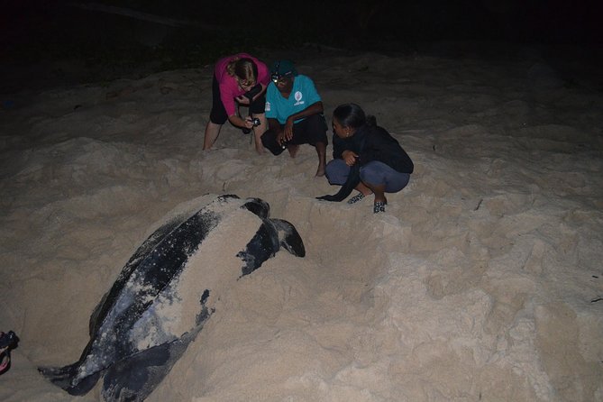 Matura Beach Turtle-Watching Experience - Arriving at Matura Beach Around 8 p.m.
