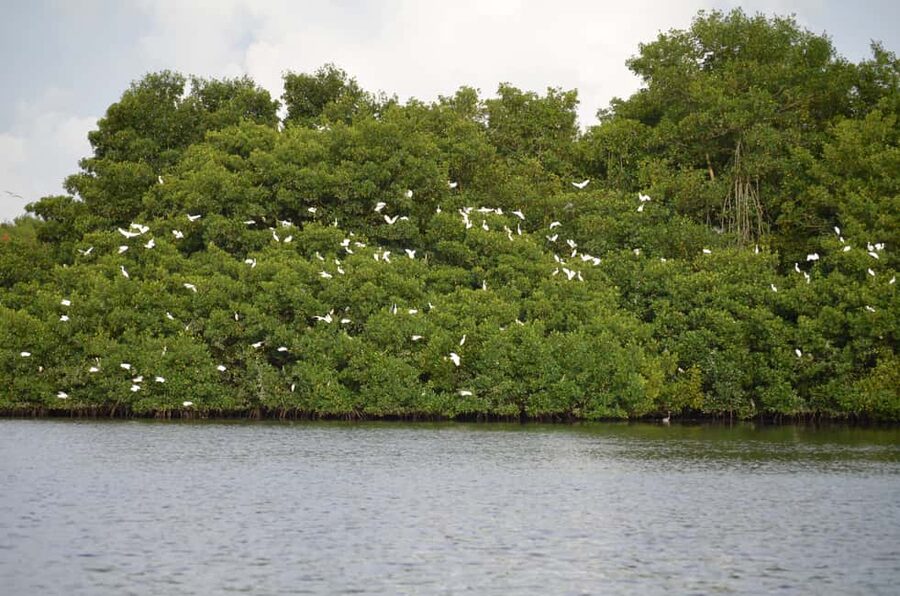 Port of Spain: Caroni Bird Sanctuary by Boat - Key points to know before you go