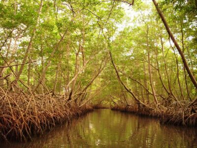 Caroni Bird Sanctuary by Boat