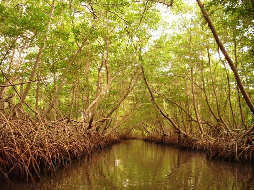Port of Spain: Caroni Bird Sanctuary by Boat - Hotel pickup and the ride to the sanctuary