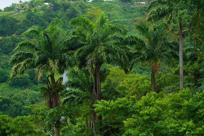 Rainforest Tour - Key points to know before you book